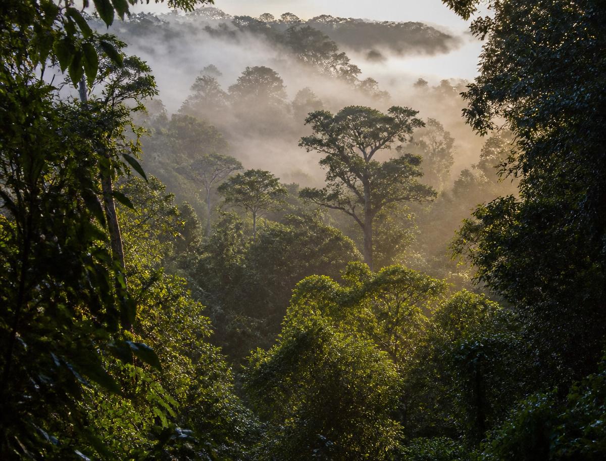 Forêt tropicale de la région